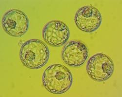 Group of Embryos